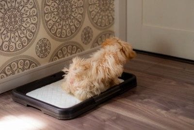 トイレに座る犬