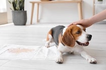 犬が『何度もおしっこをする』理由４選　主な原因や病院に連れて行くべき症状まで