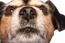 犬が鼻先をつけてくるときの心理