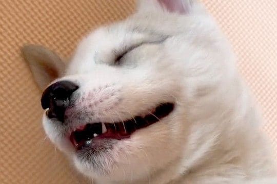 『シベリアンハスキーはドジが多い』実際に飼ってみた結果→想像を遥かに超える『ドジっぷり』が370万再生「ギャップ萌えw」「好きになった」