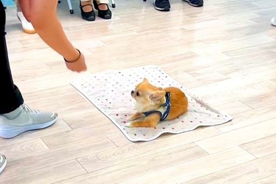 犬の保育園の『授業参観』に参加した結果→一生懸命になって…思わずニヤケる『可愛すぎる光景』が32万再生「全員可愛い」「ベタ褒め空間で草」
