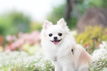 なぜ人間は犬を『可愛い』と感じるの？愛おしすぎるワンコの魅力や癒しの理由まで