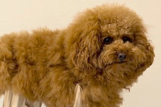雨対策のため、犬に『レッグカバー』を着せてみた結果→思わず二度見する『衝撃のシルエット』が48万再生「足に角材つけてる?w」「木製イヌ」