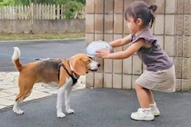 実家に遊びに来た犬→久しぶりに会った『2歳の女の子』がちょっかいを掛けた結果…微笑ましすぎる交流に反響「仲良さそう」「優しさにほっこり」