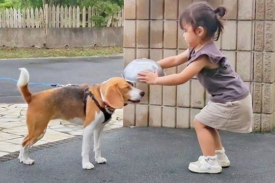 実家に遊びに来た犬→久しぶりに会った『2歳の女の子』がちょっかいを掛けた結果…微笑ましすぎる交流に反響「仲良さそう」「優しさにほっこり」