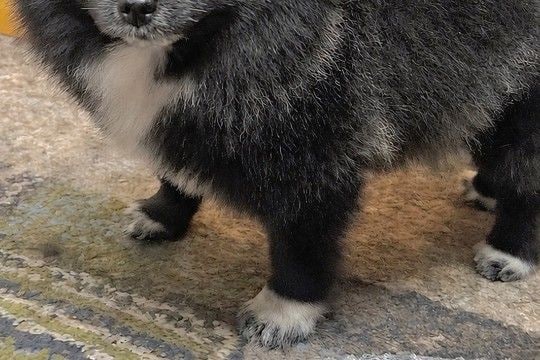 犬に『お留守番よろしくね』と伝えたら…絶対に出かけられない『哀愁漂う表情』に2万いいね集まる「出かけるの中止で」「この世の終わりみたい」