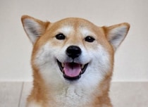 犬を『世界で一番幸せにする』方法4選　愛犬の幸福度を高めるために必ず知っておくべきこととは？