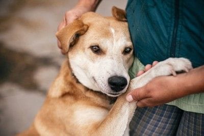 飼い主に抱き着いている犬
