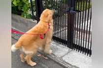 大型犬が散歩中、大好きな『和尚さん』を見つけた結果→心が洗われる『幸せ過ぎる光景』が10万再生「大好きなのが伝わる」「シッポブンブン」
