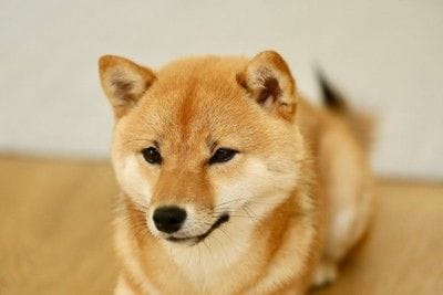 こちらを見つめる柴犬