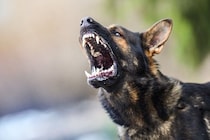 犬が『キレている』ときにみせるサイン５選　怒りが限界に達してしまったらどうなる？適切な対応まで