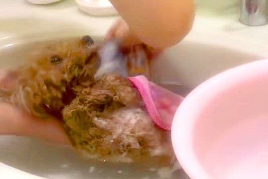 看護実習を控えた大学生の娘→犬に『沐浴の練習モデル』をお願いした結果…あまりにも『赤ちゃん過ぎる光景』が149万再生「お利口」「信頼の証」