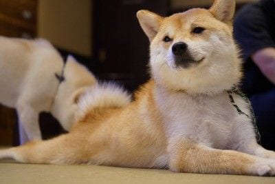 お尻をかがれる犬