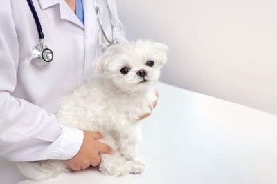 診察を受ける白い犬