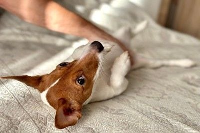 犬のお腹を触る
