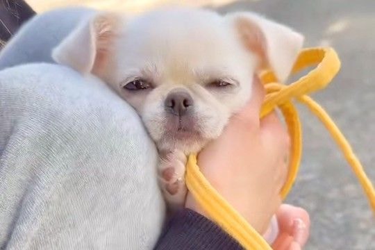 極小子犬が『初めてのお散歩に挑戦した』結果→不安になってしまい…思わず応援したくなる『尊い行動』が13万再生「可愛すぎ」「守りたい…」