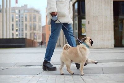 散歩中のパグ