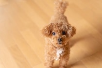 犬が飼い主に『愛情を求めている』サイン5選　どんな行動をみせるの？愛犬に安心感を与えるためにできることまで