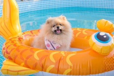 プール、浮き輪、ポメラニアン