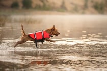愛犬を危険にさらしてしまう『水遊び』とは？最悪の場合、命を落とすことも…