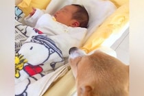 赤ちゃんが『犬と一緒に育てられた』結果→4年後には…幸せに溢れている『尊い成長記録』が21万再生「本当に優しいね」「なんか顔も似てる」