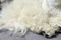 『お昼寝している犬が動いていない』と思い、よく観察してみた結果→予想の上をいく『まさかの光景』に反響「マイクラみたいで草」「驚いたｗ」