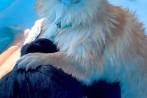 プールに水を入れていたら、子犬が『危険だ』と察して→一緒に入った女の子に…無慈悲すぎる『まさかの光景』が138万再生「意志ｗ」「冷静で草」