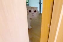ドアの向こうから『犬がいません』と呼びに来た猫→一緒に探した結果…発見後の『愛おしい行動』が67万再生「大好きだもんね」「何してたのｗ」