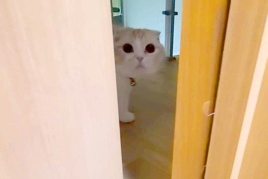 ドアの向こうから『犬がいません』と呼びに来た猫→一緒に探した結果…発見後の『愛おしい行動』が67万再生「大好きだもんね」「何してたのｗ」