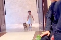 小さな女の子と犬が『新郎新婦に指輪を届けようとした』結果→扉が開いた瞬間に…まさかのハプニングが96万再生「可愛いが渋滞」「尊くて涙…」