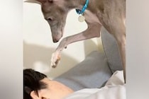 『起きてくださーい…』寝坊した犬の飼い主→ご飯の時間が遅れてしまい…おててを使った『尊すぎる行動』が78万再生「優しい子」「気遣い上手」