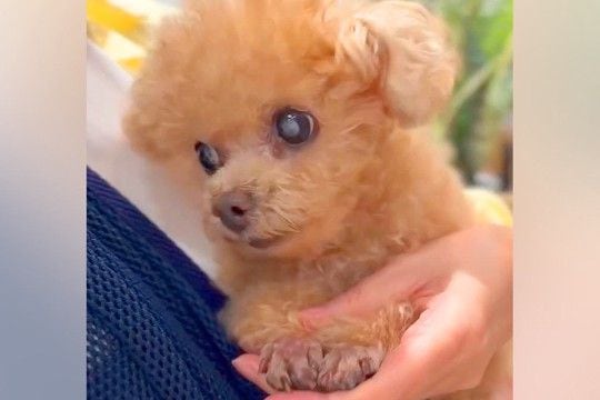 病院にきた小さな犬→怖がり過ぎてしまった結果…思わず二度見する『震え方』が114万再生「すっごい小刻みｗ」「電車で見ちゃだめなやつｗ」