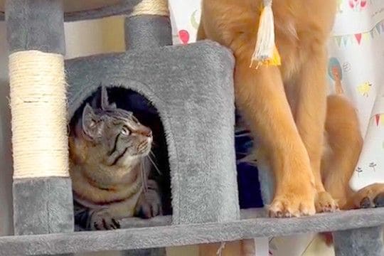 先輩猫に育てられた大型犬→完全に『自分を猫だ』と思っていて…『影響を受け過ぎた光景』が244万再生「初めて見たww」「説教してて草」