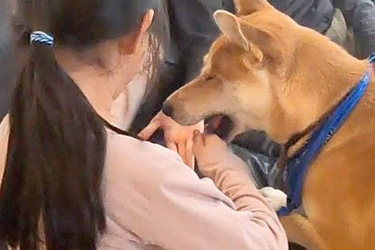 テンション高めで遊んでいたら、犬が『ケンカをしている!』と勘違いして…愛にあふれた行動に称賛「賢くて優しい」「家族が大好きなの伝わる」