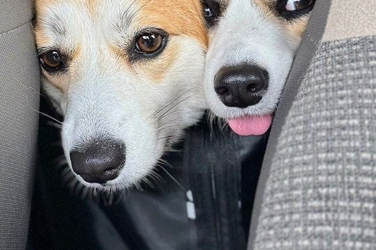 ウキウキ笑顔でドッグランに出かけた2匹の犬→帰りの車内で…人間の子どものような『愛おしい光景』に2万いいね「無邪気すぎ」「癒やされた」
