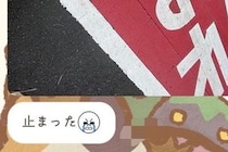 夫から突然のLINE→写真を開くと、散歩中の犬が…想像の上をいく『まさかの光景』に11万いいねの大反響「守ってて草」「指示通りｗｗ」