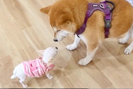 極小チワワが『自分より10倍以上大きい犬』と対面した結果→『怖がるかな』と思ったら…『想定外な反応』に反響「大物感w」「肝っ玉座ってる」