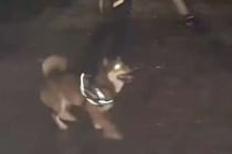 夜、公園のロープを犬の前に出した結果→『可愛く遊ぶかな』と撮影すると…ホラーすぎる『まさかの光景』に爆笑「電車で見るんじゃなかったｗ」