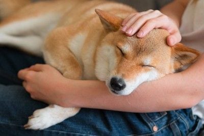 足の上で眠る柴犬