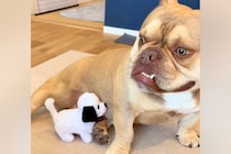 新たに子犬を飼うため、先住犬が『ぬいぐるみでイメトレした』結果→愛おしい『現在の光景』が10万再生「大事にされてるの伝わる」「素敵」