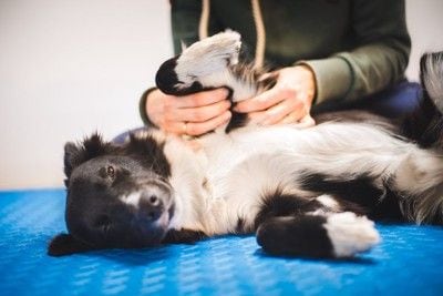 前足の付け根を揉まれる犬