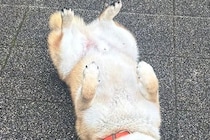雨の日に『水が嫌いな柴犬』が散歩をした結果→『すぐ帰るかな』と思いきや…まさかの光景に10万いいね「悟り開いてて草」「強い意志感じるｗ」