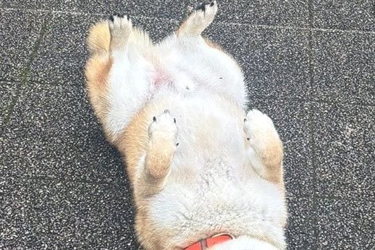 雨の日に『水が嫌いな柴犬』が散歩をした結果→『すぐ帰るかな』と思いきや…まさかの光景に10万いいね「悟り開いてて草」「強い意志感じるw」