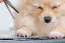 トリミングに来たポメラニアンの子犬→カット中、眠たくなってしまい…可愛すぎる『うとうとしてしまう光景』に反響「最高」「ぐらぐらしてるｗ」