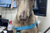 病院の診察台に乗る大型犬→あまりにも切ない顔で…スタッフも思わず笑った『哀愁漂う表情』に2万いいね「感情ダダ漏れで草」「人間味すごいｗ」