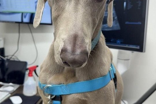 病院の診察台に乗る大型犬→あまりにも切ない顔で…スタッフも思わず笑った『哀愁漂う表情』に2万いいね「感情ダダ漏れで草」「人間味すごいｗ」