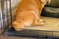 お留守番のため『ハウス』するよう命じられた犬→帰宅後、完全に拗ねていて…愛おしい『態度』に反響「寂しかったんだよね」「ツンデレ可愛すぎ」