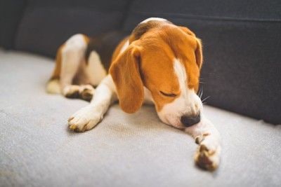 前足を舐めている犬