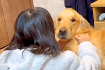 女の子が『大型犬の歯磨きをした』結果→口を開けてほしくて『イーッ』と言うと…賢すぎる『まさかの行動』が37万再生「スゴイ」「可愛すぎ」