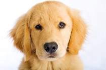 犬に苦痛を与える『優しい虐待』５選　今すぐに改善すべき絶対NG行為まで
